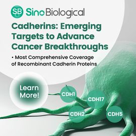 Cadherins: Path to Cancer Breakthroughs 