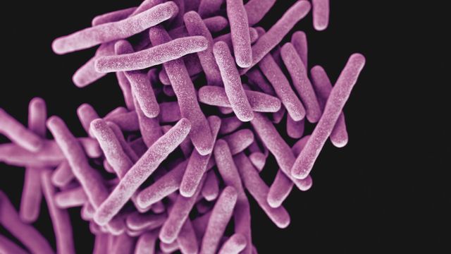  Drug-resistant, Mycobacterium tuberculosis bacteria. 