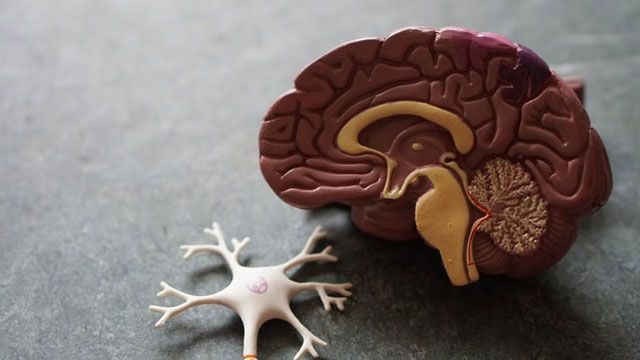 A plastic model of a brain and a brain cell. 