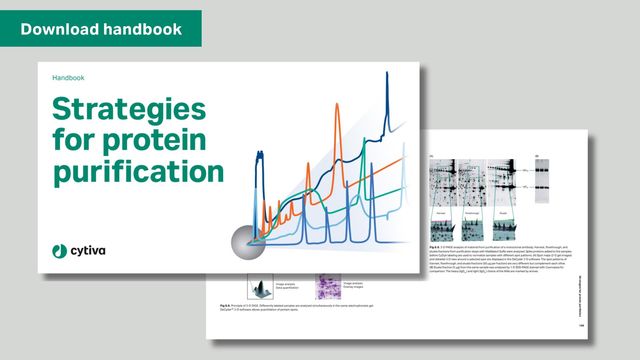 Protein Purification Strategies  
