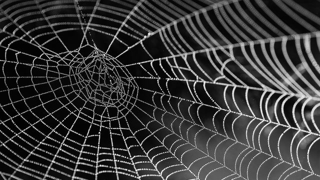 Spider web on a black background. 